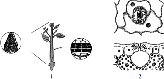 Установите соответствие между изображенными тканями. Ткани растений рисунки ЕГЭ. Назовите ткани изображенные на рисунке укажите. Тест ткани растений и животных 10 класс. Какая растительная ткань изображена на рисунке стрелкой Сириус.