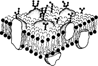Изображенная на рисунке структура участвует. Модель биологической мембраны рис.3.6. Клеточная мембрана рисунок. Клеточные мембраны обладают избирательной проницаемостью. Гликокаликс ЕГЭ.