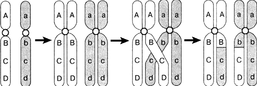 В гаметах человека 23 хромосомы. Схемы процессов конъюгации и кроссинговера. Схема конъюгации хромосом. Конъюгация хромосом в мейозе. Схема процесса кроссинговера.