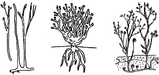 Рассмотрите рисунок на котором представлена схема филогенетических связей высших приматов